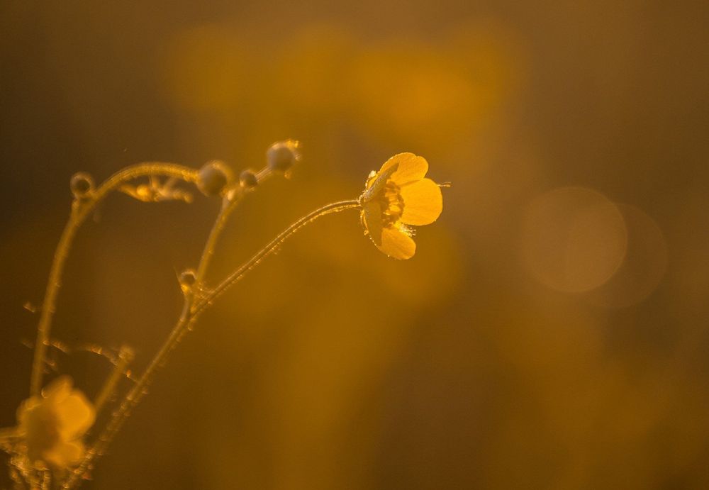 Nikon AF-S 55-200mm f/4-5.6G ED VR обектив Никон