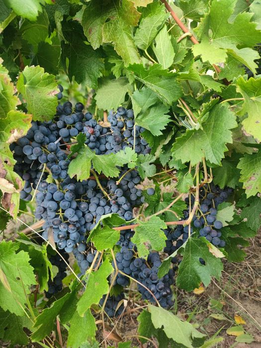 Vand struguri aligote si merlot 3 lei kg.
