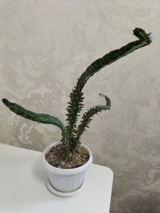 Продамкрасивый кактус