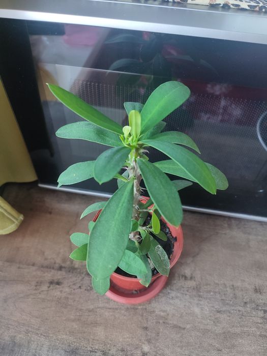 Молочай Миля белый.