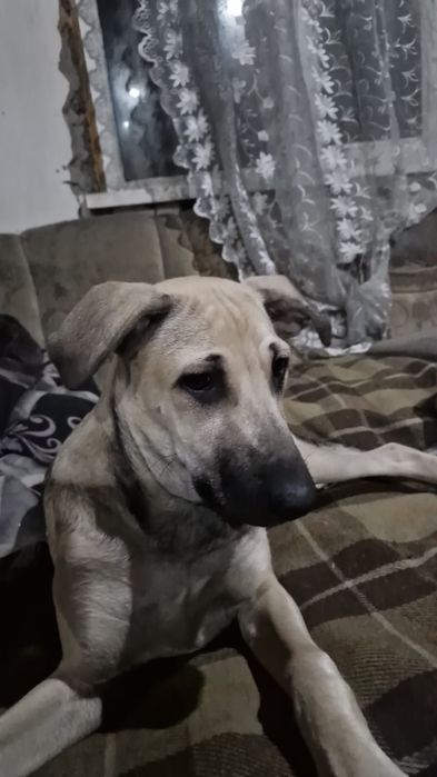 Продам щенка , смесь с стаффорд