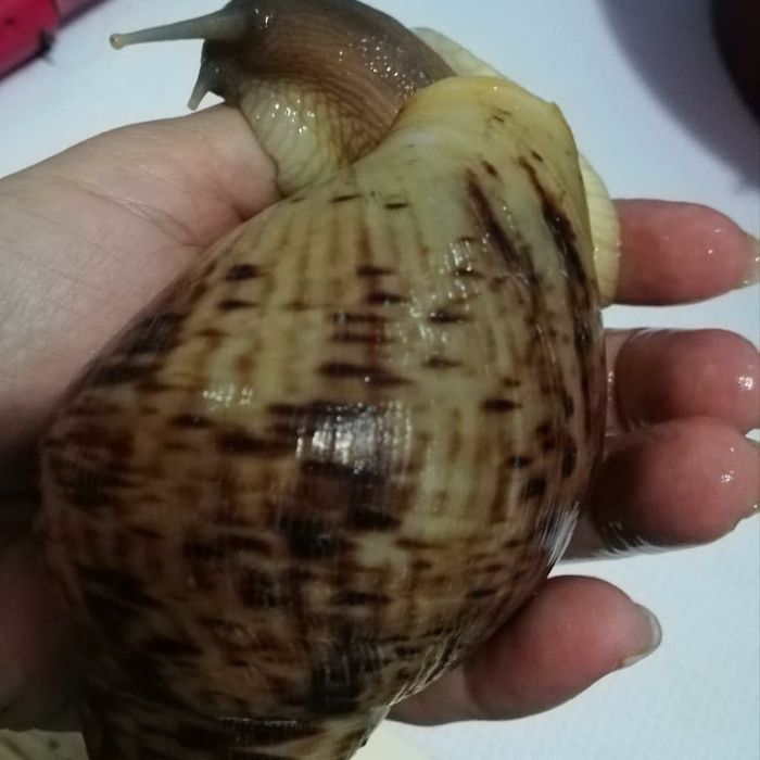 Ішінде мүшесі бар ит стиліндегі кисканың фотосы