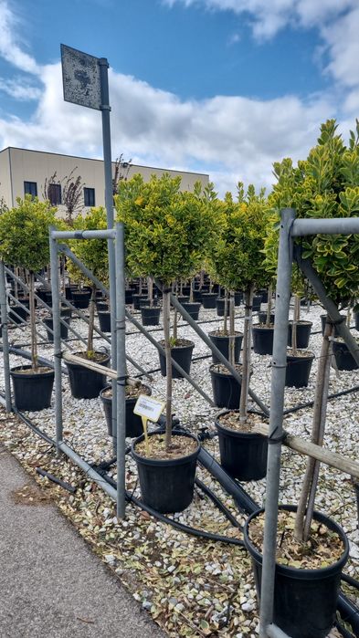 Cedru- artar rosu- photinia - eunomius- leylandi