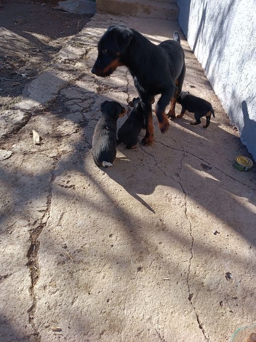 Ягдерьер щенки рабочие