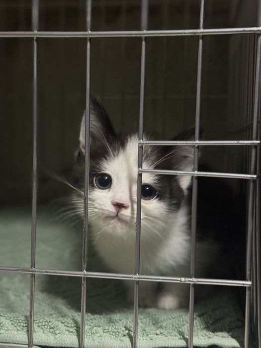 Продается породистых котят