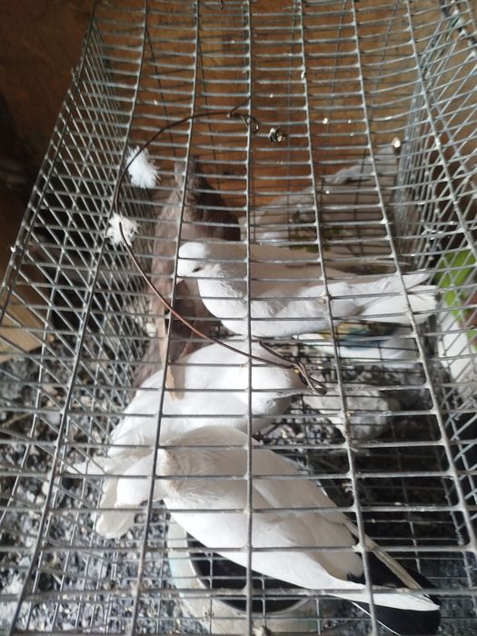 Продам голубей .