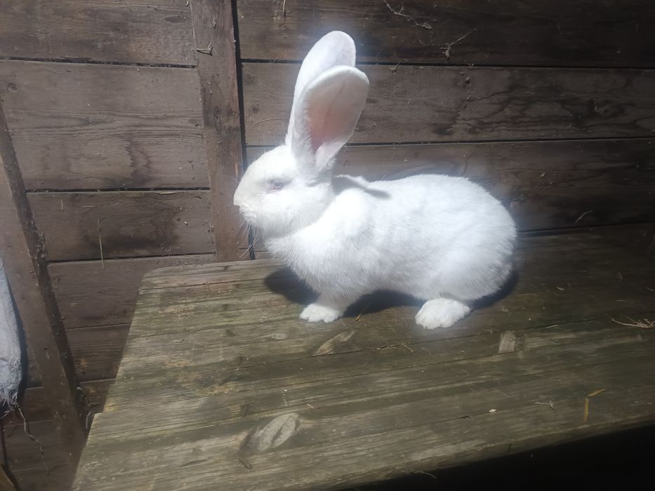 Femele urias german alb si urias de transilvania