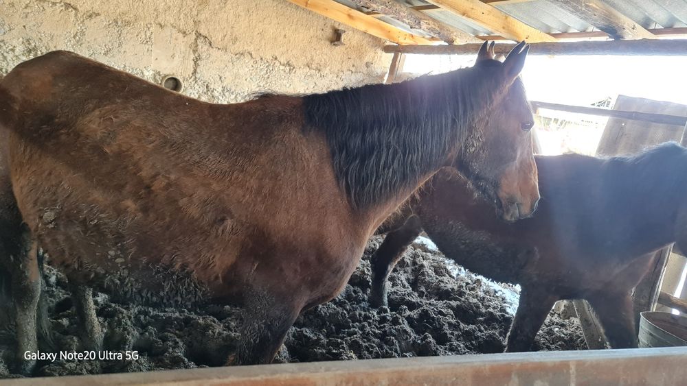 2 бас буаз бие сатылымда