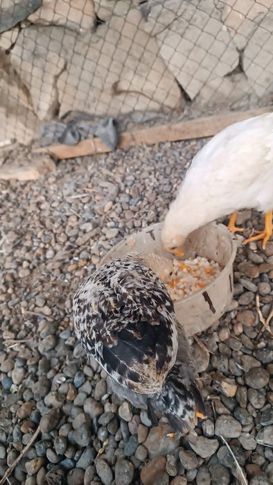 Xonaki 2 oylik jõjalar sotiladi.