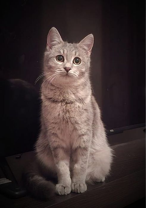 Отдам даром в добрые руки