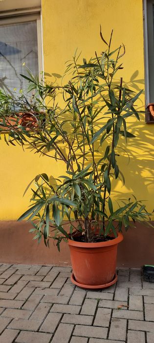 Leandru cu flori roz