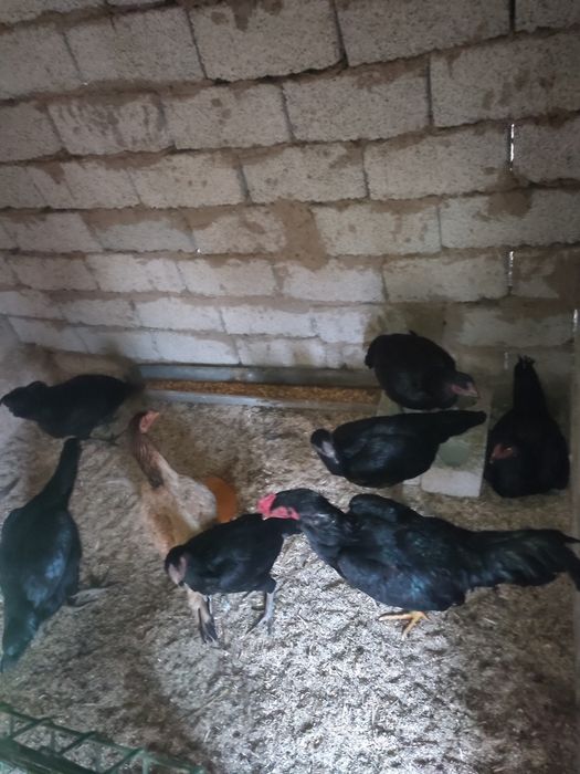 Домашний хуроз товукла заказга тозалаб берамиз