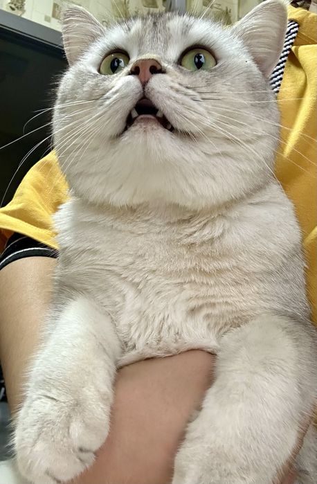 Silver shinshilla mushugimiz vyazkaga tayyor