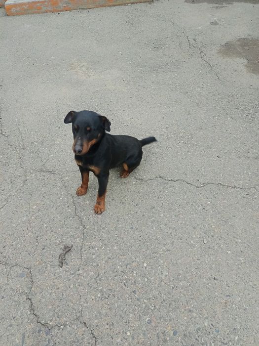 Ягдтерьер, рабочий