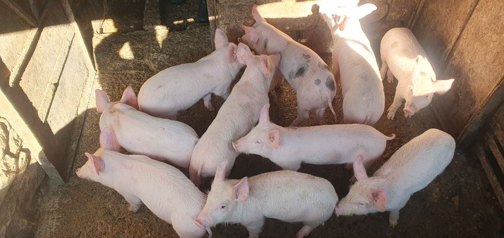 Продаваме малки прасенца