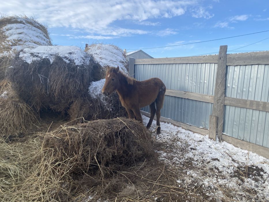 Жабағы сатылады. …..