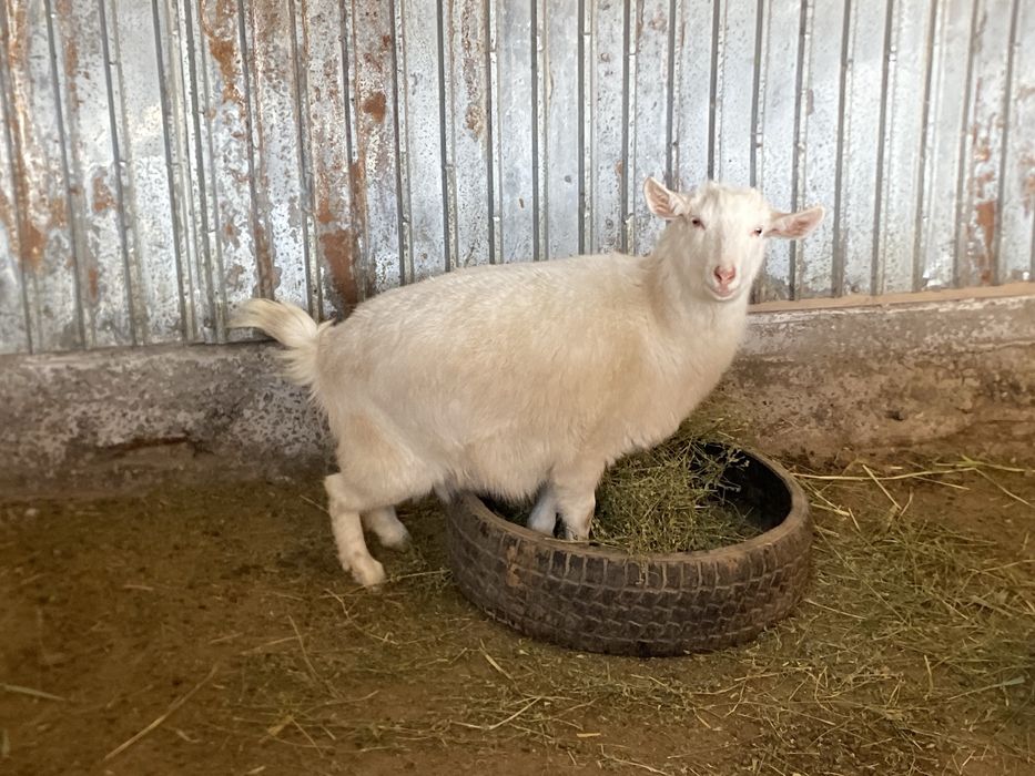 орыс ешки ауыстрам койга