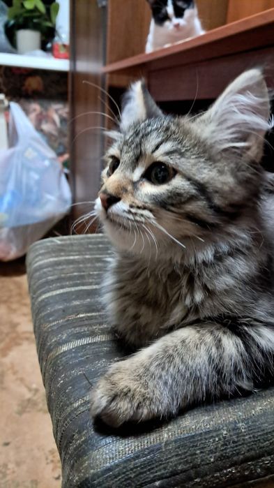 Отдам котика в добрые руки