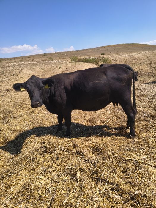 Vand 10 vaci angus ,8 sunt cu vitei