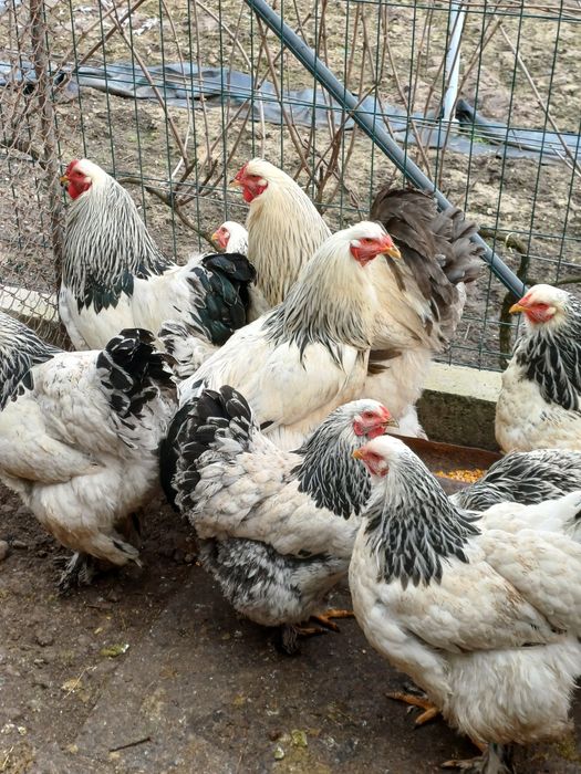 Păsări și  pui brahma