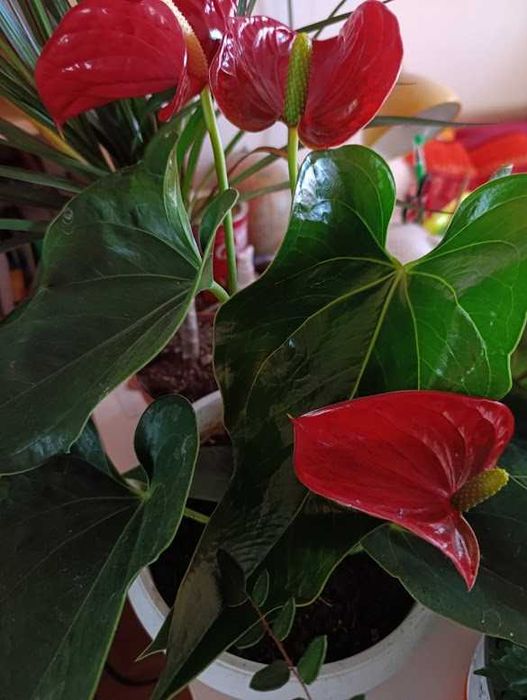 Палма прекрасна 120см.