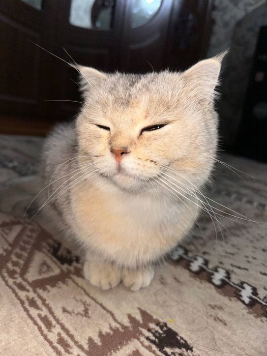 Mushuk sotiladi qiz bola