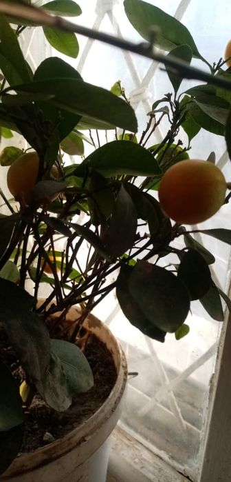 Продаю карликовый манларин.