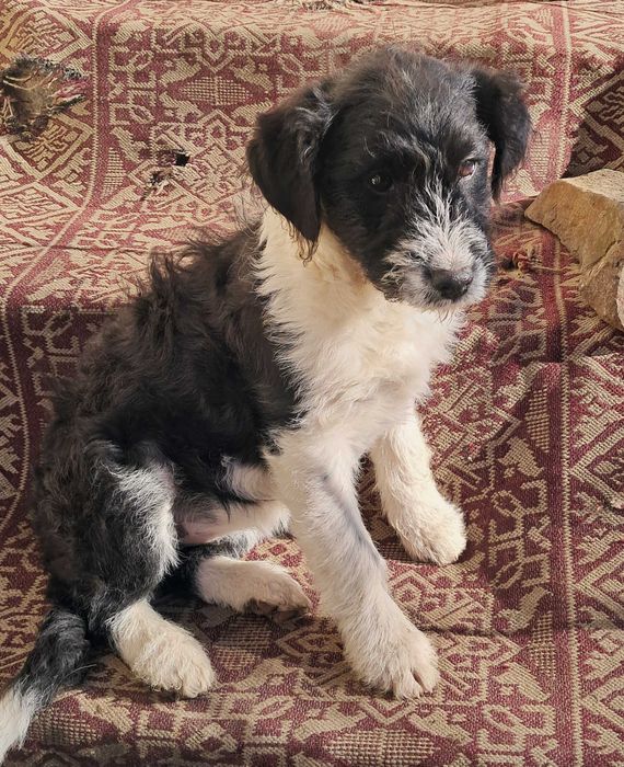 Продавам  кученце  Лагото Романьол 350 лв.