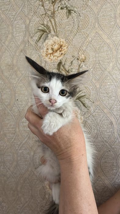 Отдам веслоухих  котят