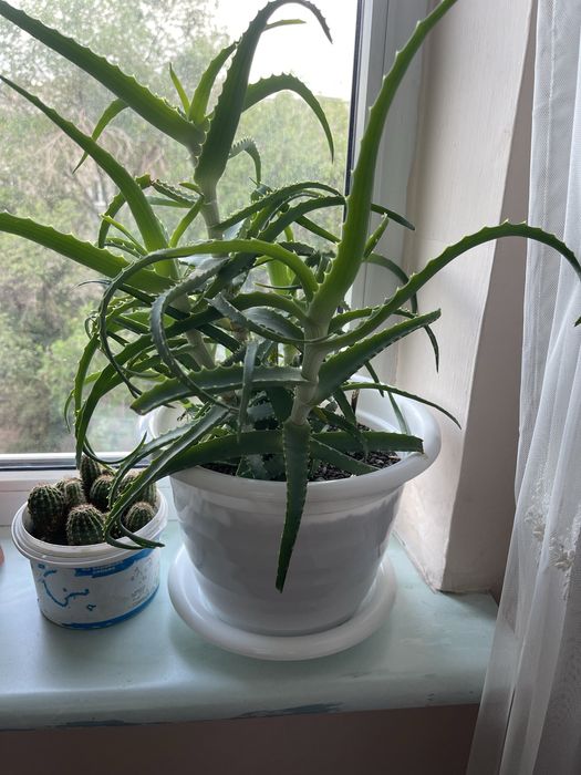 Алое для лечение