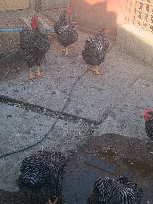 Găini Plymouth rock barat 1an