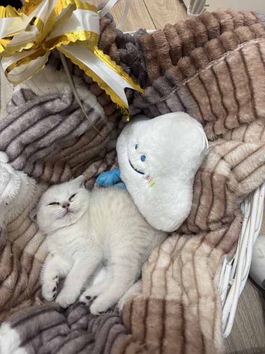 Котёнок британский шиншила