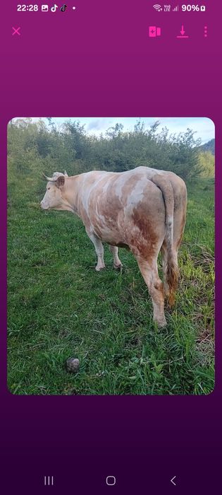 Boii de vânzare în jud Alba