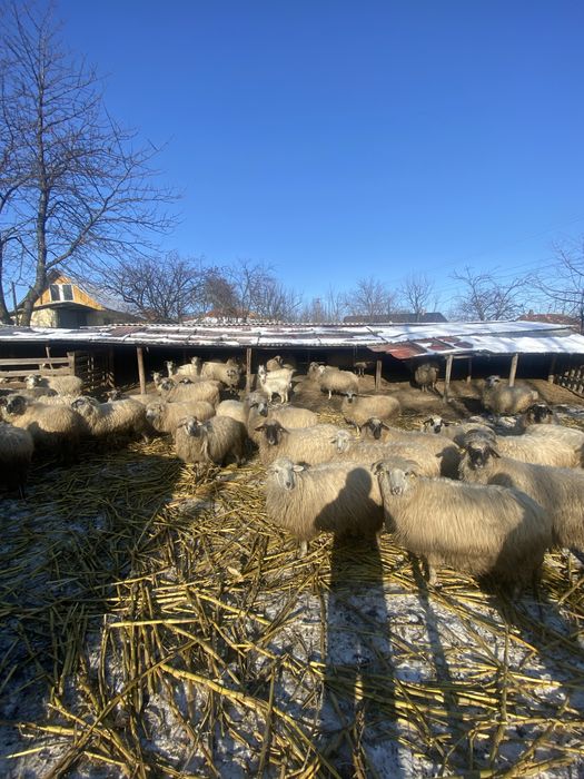 Oi de vanzare  afăta