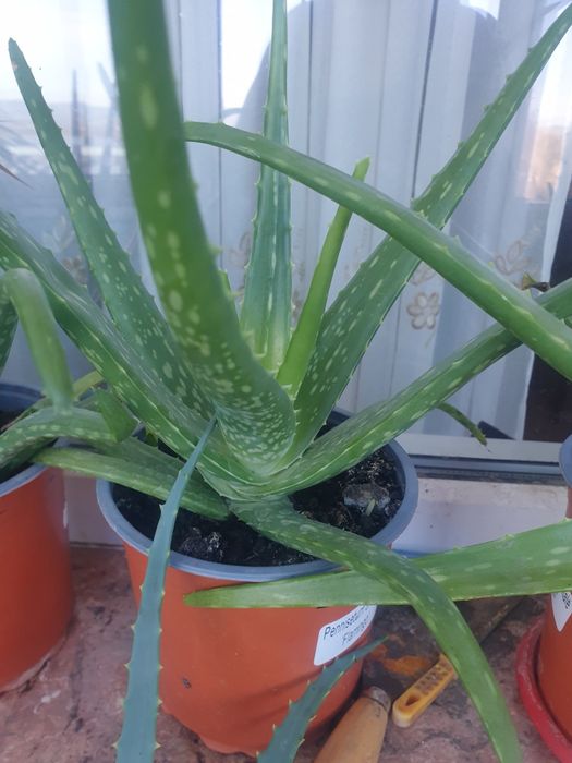 Vind aloe Vera medicinală