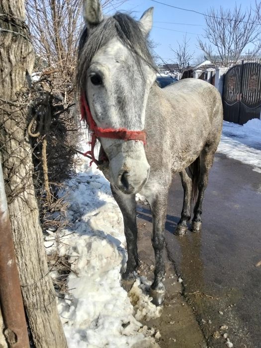 De vânzare o mânză