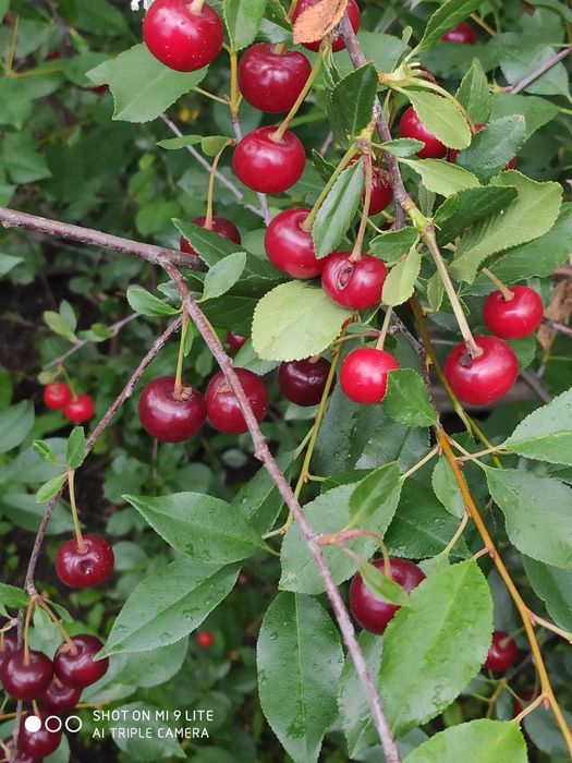 дача на федоровском водохранилище