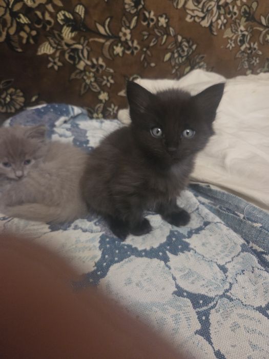 Котята , 4 штуки