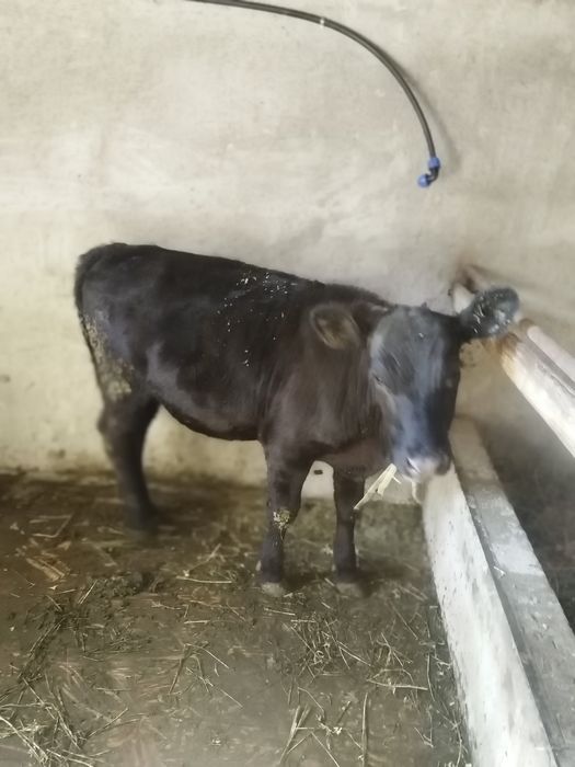 De vanzare vitica angus
