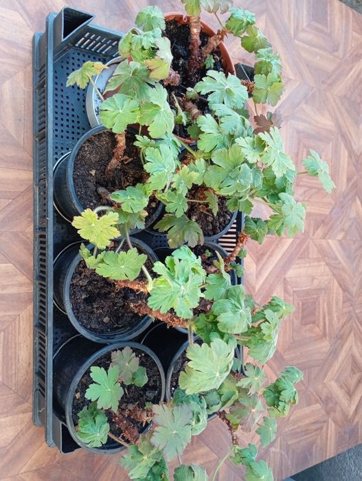 Градински цветя многогодишни