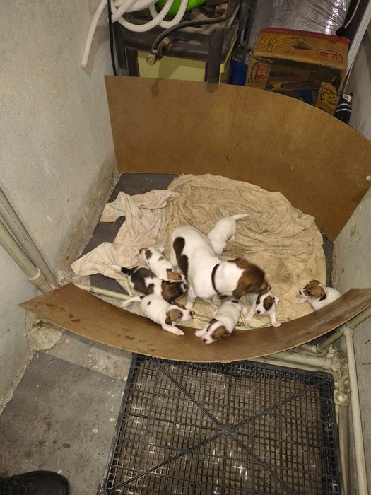 Продавам Джак Ръселчета