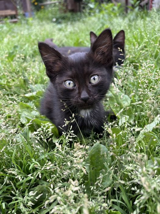 котята | кошки | 3 месяца