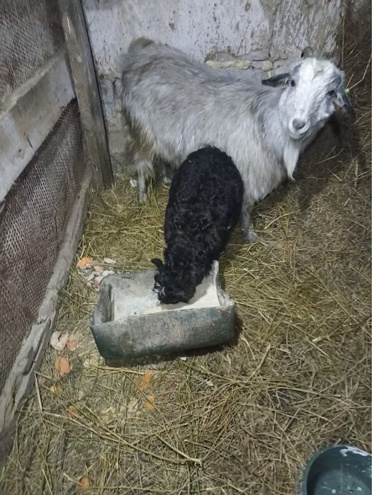 Ешки лағымен 4 айлық ұрғашы