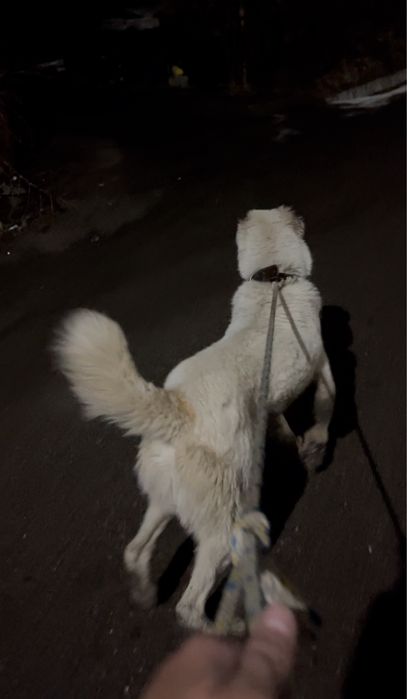 Алабай сатылады срочно