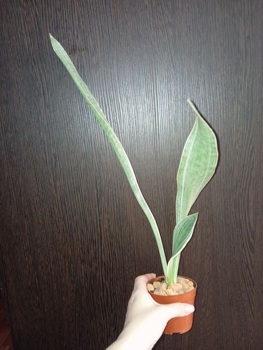 Сансеверия Лауренти, Металлика, Солид голд, Муншайн