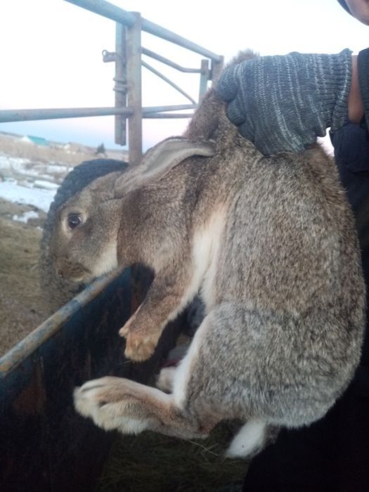 Продам кроликов срочно