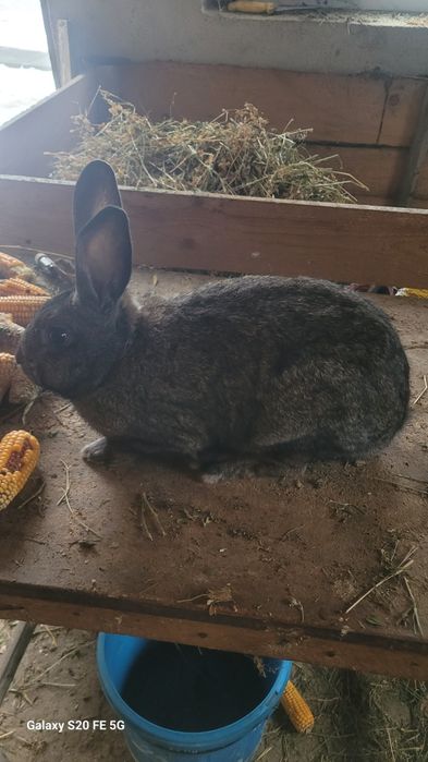 Vand iepuroaice gestante