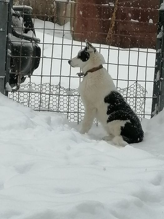 Продам собаку порода Лайка