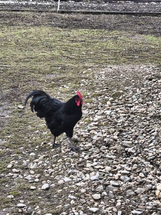 Vând  cocosi și ratoi