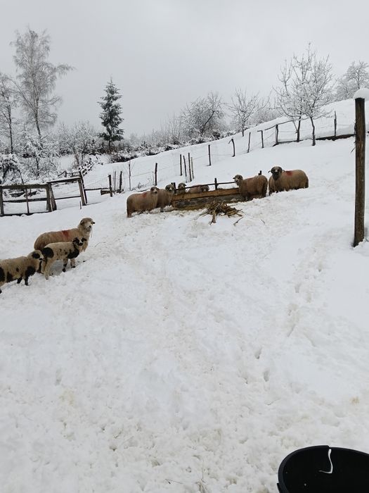 Se vinde 7oi și un berbec mior